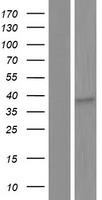 OR8I2 Human Over-expression Lysate