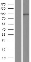 MAGED1 Human Over-expression Lysate