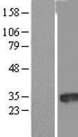 FAM230I Human Over-expression Lysate