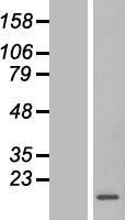 YBEY Human Over-expression Lysate