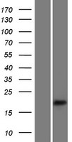 ErbB 3 (ERBB3) Human Over-expression Lysate