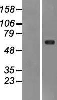 RYK Human Over-expression Lysate