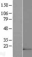 MIR99AHG Human Over-expression Lysate