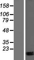 MIR99AHG Human Over-expression Lysate