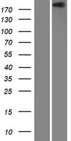 Integrin beta 4 (ITGB4) Human Over-expression Lysate