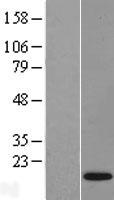 TAFA4 Human Over-expression Lysate