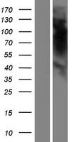 OR5K4 Human Over-expression Lysate
