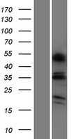 OR6C4 Human Over-expression Lysate