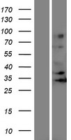 OR5J2 Human Over-expression Lysate