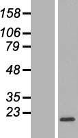 RPL32 Human Over-expression Lysate