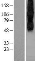 CHRM2 Human Over-expression Lysate