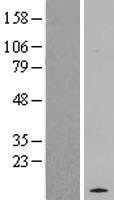 RASL10A Human Over-expression Lysate
