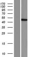 CCBL2 (KYAT3) Human Over-expression Lysate