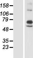 ARSI Human Over-expression Lysate