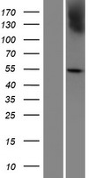 PRAMEF7 Human Over-expression Lysate
