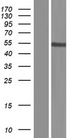 PRAMEF8 Human Over-expression Lysate