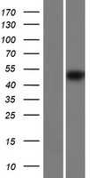 CLEC18B Human Over-expression Lysate