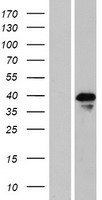 MAK3 (NAA30) Human Over-expression Lysate