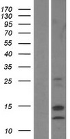 Destrin (DSTN) Human Over-expression Lysate