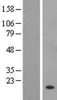 RPL21P44 Human Over-expression Lysate
