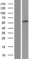 PDLIM5 Human Over-expression Lysate