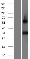AFMID Human Over-expression Lysate
