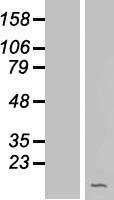 C1orf189 Human Over-expression Lysate