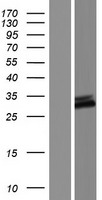 C9orf135 Human Over-expression Lysate