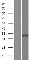 ANKRD19P Human Over-expression Lysate