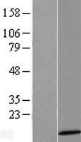 Ramp4 2 (SERP2) Human Over-expression Lysate