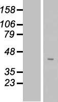 FAM102B Human Over-expression Lysate