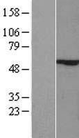 ZIK1 Human Over-expression Lysate