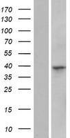 C16orf91 Human Over-expression Lysate