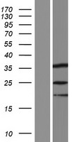 SPIN3 Human Over-expression Lysate