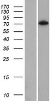 C14orf174 (SAMD15) Human Over-expression Lysate