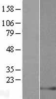 LELP1 Human Over-expression Lysate
