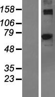ACSM2A Human Over-expression Lysate