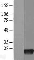 RIPPLY2 Human Over-expression Lysate