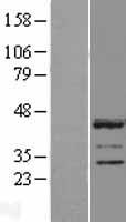 LUZP2 Human Over-expression Lysate