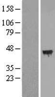C12orf29 Human Over-expression Lysate