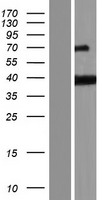 PURG Human Over-expression Lysate