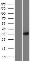 KIR3DP1 Human Over-expression Lysate