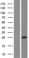 ALG1L Human Over-expression Lysate