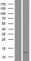 MRPL22 Human Over-expression Lysate