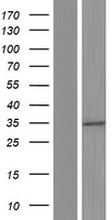 GLTPD2 Human Over-expression Lysate