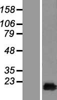 CUTA Human Over-expression Lysate