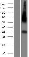 C14orf183 (LINC01599) Human Over-expression Lysate