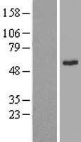 Integrin Linked Kinase (ILK) Human Over-expression Lysate
