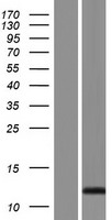 SPRR2F Human Over-expression Lysate
