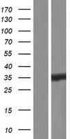 mu Crystallin (CRYM) Human Over-expression Lysate